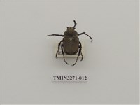 藏品(台灣角金龜)的圖片